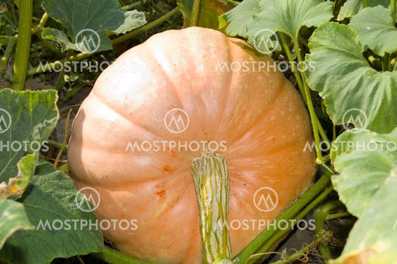 ripe pumpkin