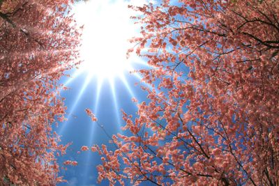 Spring - Japanese cherry blossoms