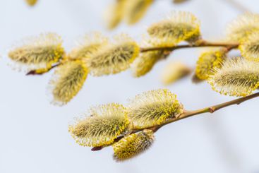 Nature awakes in spring. Blooming willow twigs and furry...