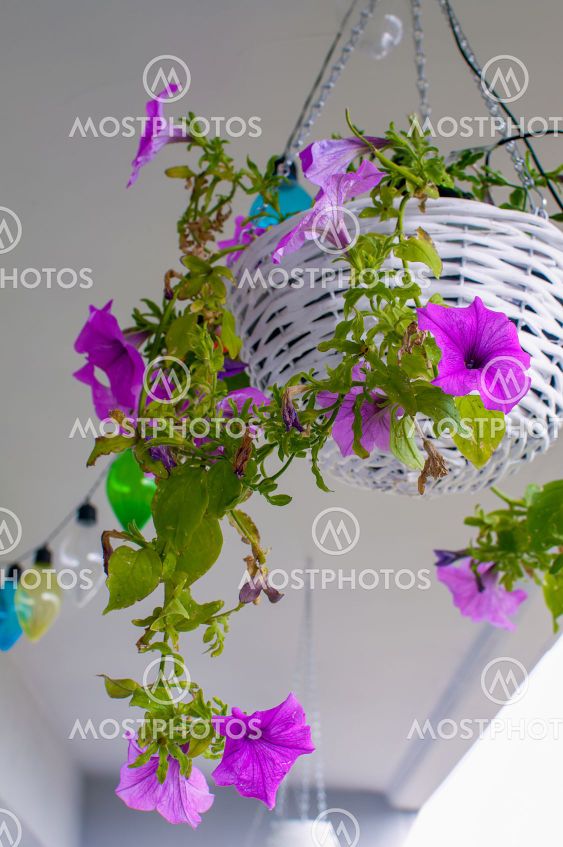 Petunia hybrida hort. ex Vilm, hanging flower in a white...