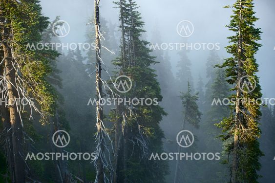 Foggy Mountain Forest