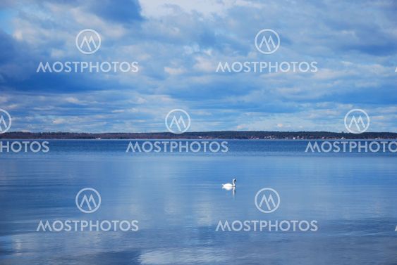 Single swan in a calm blue water