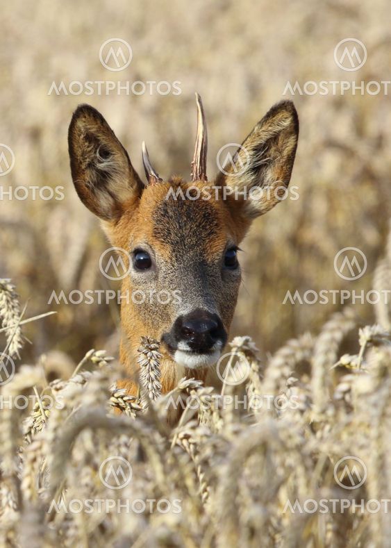 Roe Deer