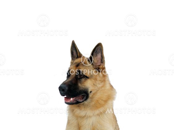 Portrait of a German shepherd dog in profile