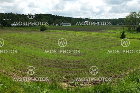 rows of young sprouts on the field