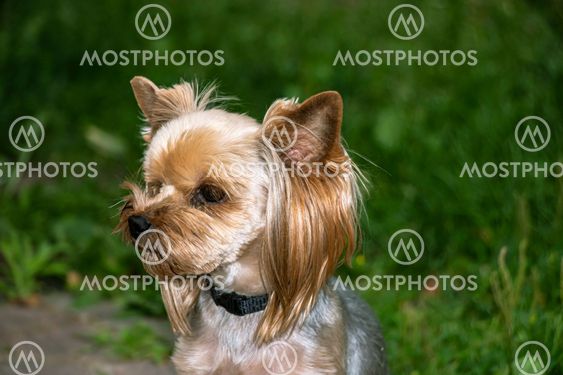 small yorkshire terrier