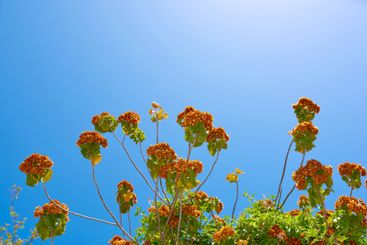 Spring, plants and garden with flowers for blue sky, zen...