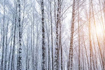 Birch grove after a snowfall on a winter. Sunlight...