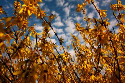 Solskensgula forsythia.
