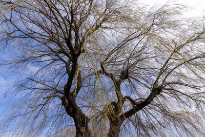 willow trees without foliage in the spring season