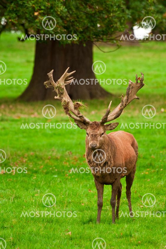 Old Head of the Herd