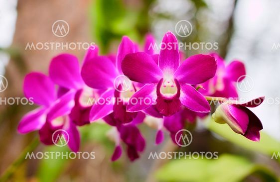 Lila Orchid