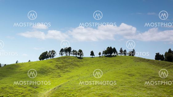 typical landscape in north New Zealand