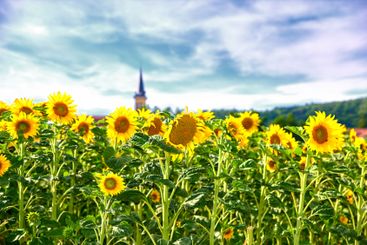 Blooming, nature and sunflowers with growth for field,...