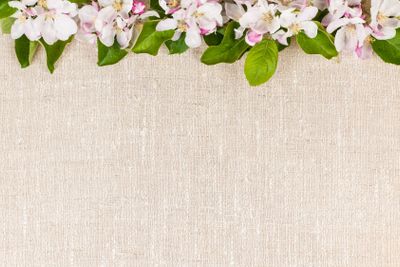 Linen background with apple blossoms