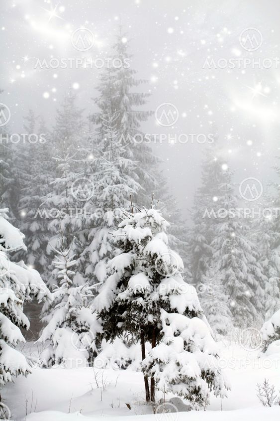 Frost covered pine trees in snow