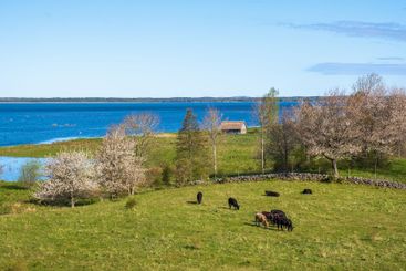 Idyllic view at cattle on a meadow by a lake in spring