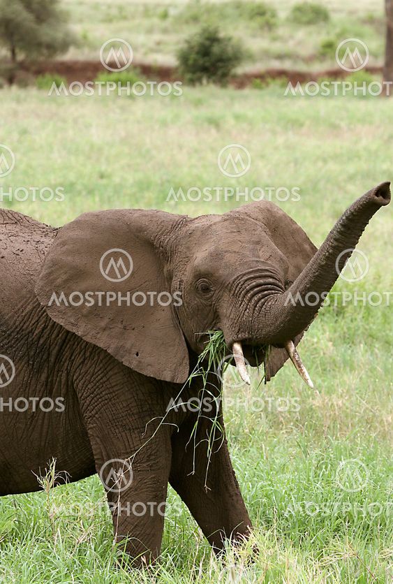 Elefanten (Loxodonta africana)