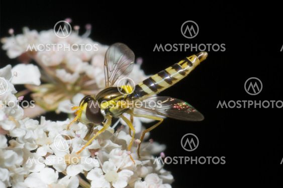 Wasp, Merindades, Burgos, Spain