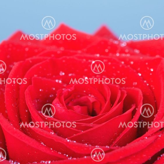 Red Rose Flower