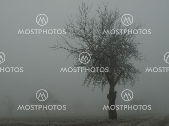 Tree in the Mist