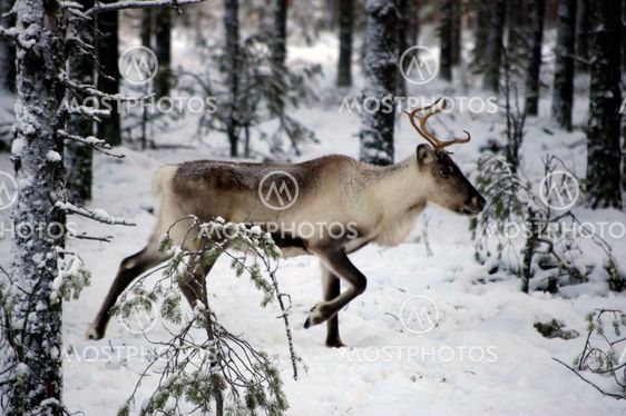 reindeer