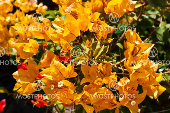 a bunch of bougainvillea