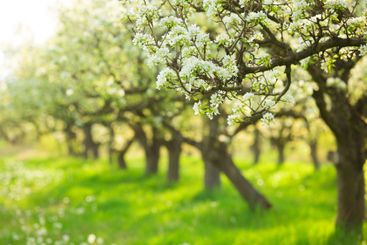 Blooming pear trees in orchard during spring season with...