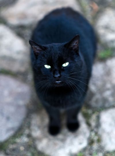Black domestic cat sitting in front yard of house.