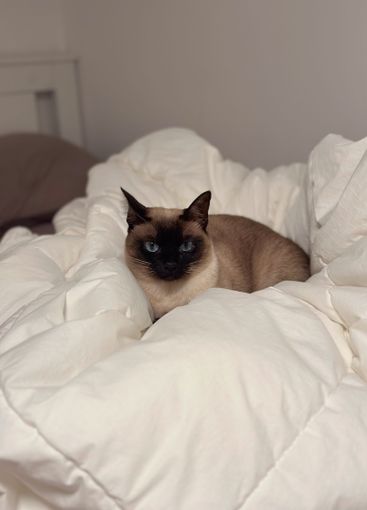Siamese cat sitting on a neatly arranged white...