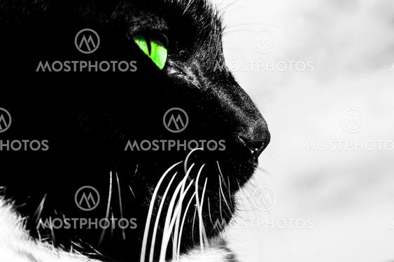 Katt
