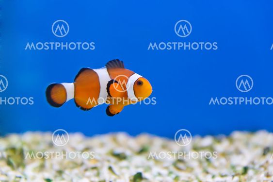 Clown fish