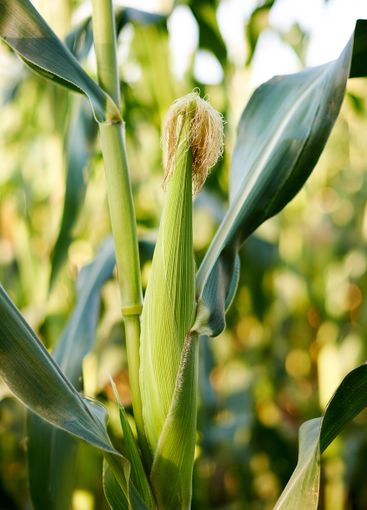 Agriculture, corn field or crops with natural growth,...