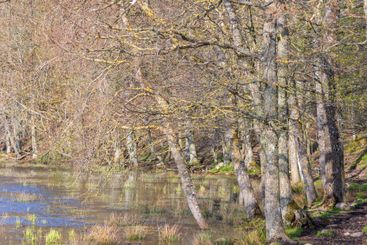 Beautiful sunny spring day by a lake with leafless...