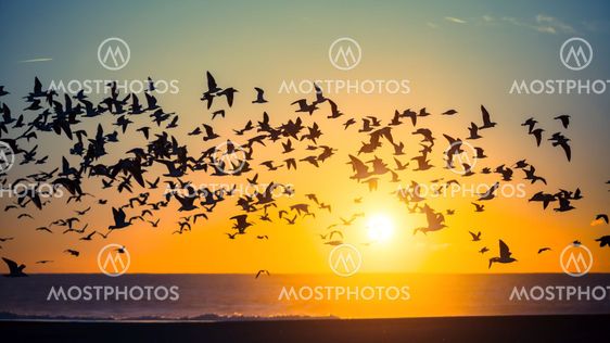 Silhouettes flock of seagulls over the Ocean.