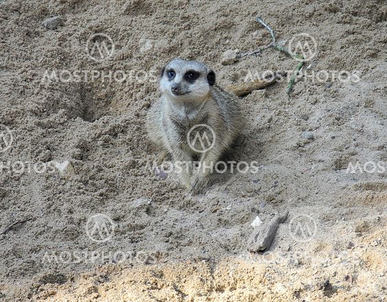Slender-tailed Meerkat