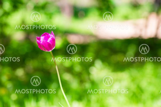 Fresh pink blooming tulip in spring garden