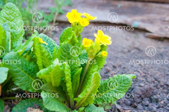 Primula