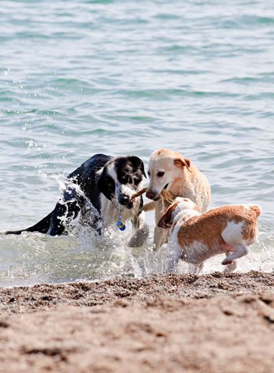 Three dogs playing on beach