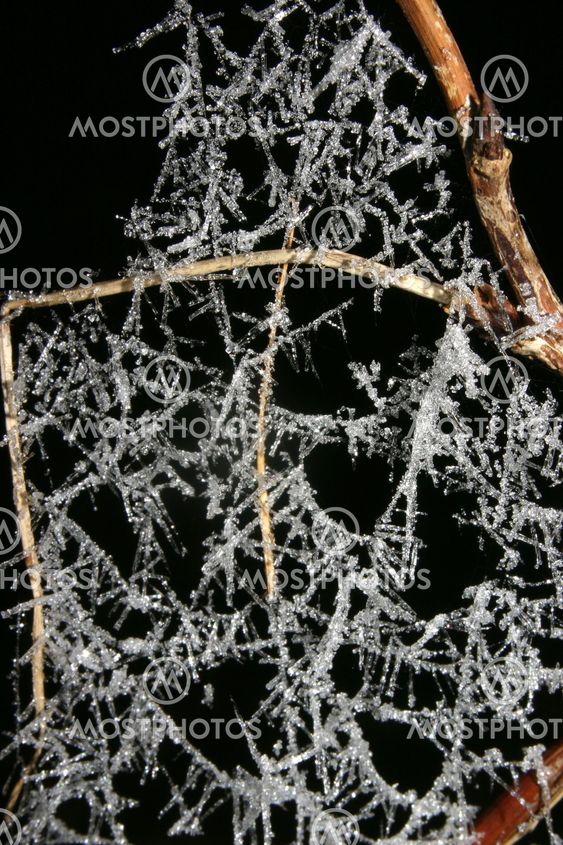 Icy spiderweb