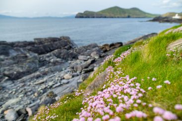 Pink thrift flowers blossoming on rough rocky shore...