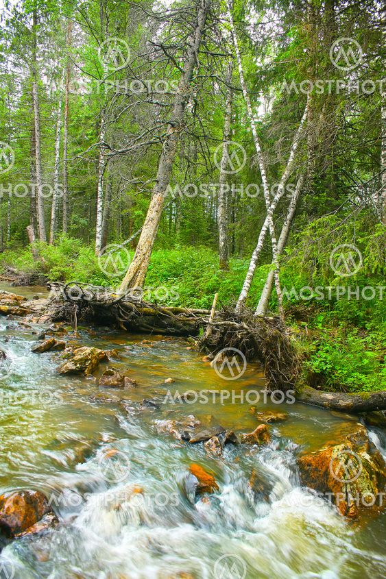 forest river