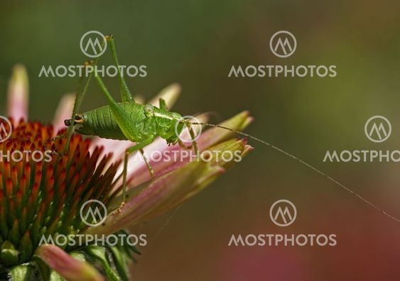 Grasshopper Show_10