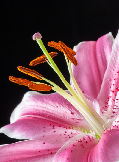 Oriental Lily Stamens