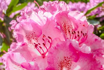 Beautiful pink rhododendron flowers in bloom
