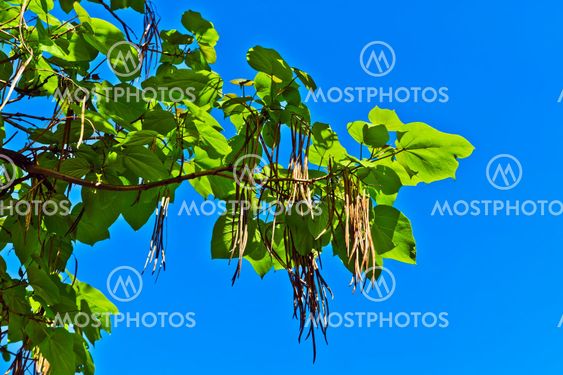 Catalpa ovata against the blue sky
