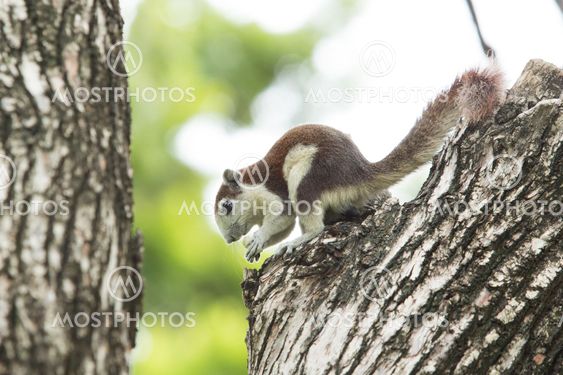 cute squirrel eating bread