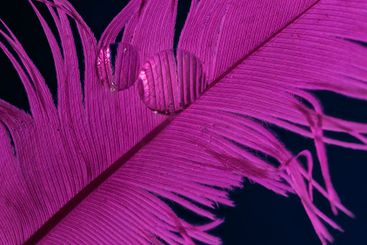 Macro of a waterdrop on a feather
