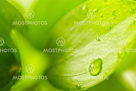 Green Leaf