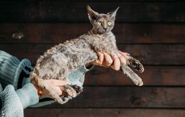 Obedient Devon Rex Cat With Brown Grey Fur Color Sit On...